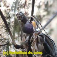 /home//u458753944/public_html/sourcegallery//Insects and small critters/flies (Diptera)/P7070256.JPG